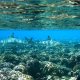 56- Deux requins pointe noire se croisent sur le corail 